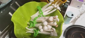 白玉菇 菌类