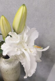 强瞿、番韭、山丹、倒仙