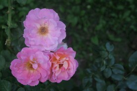 粉色蔷薇花