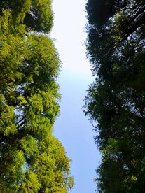 参天大树