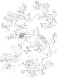 花鸟线描