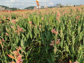 花