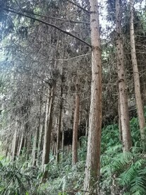 杉树林