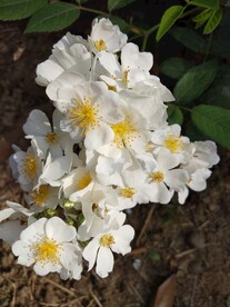 刺梅花