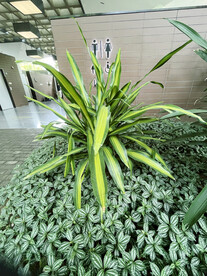 龙血树