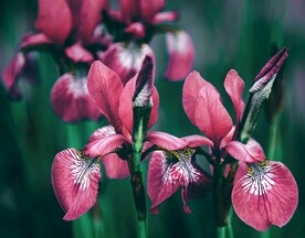 玉蝉花