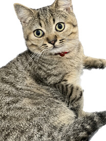 虎斑猫