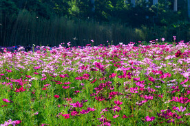 格桑花