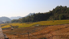 稻田 农村