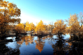 风光 风景 胡杨林 秋林  树
