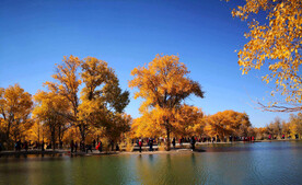 风光 风景 胡杨林 秋林  树