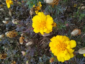 秋天的菊花