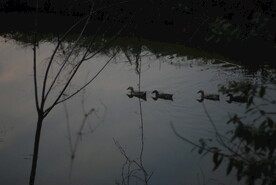 春江水暖鸭先知