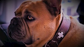 法国斗牛犬