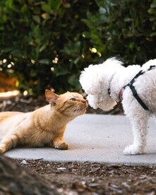 猫咪和狗