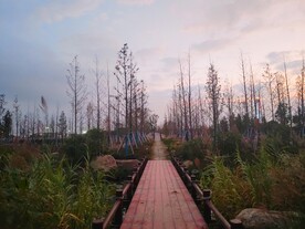 黄昏下林中小桥小路