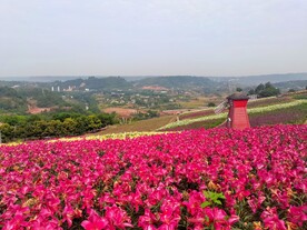 多彩花卉公园
