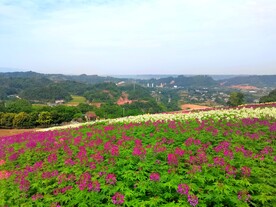 高山上的花卉