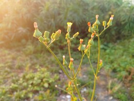 花叶滇苦菜