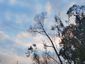 黄昏里树木剪影