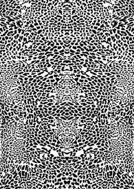 豹纹