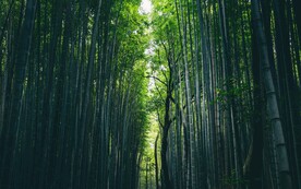 竹林竹海