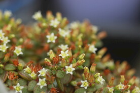 多肉植物波尼亚