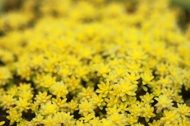 多肉植物黄金草