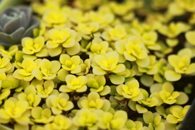 多肉植物圆叶黄金草