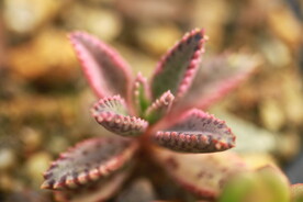 多肉植物不死鸟小苗