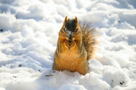 雪地上的松鼠