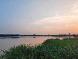 湿地公园湖边晚霞芒草