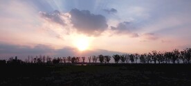 夕阳下树木剪影