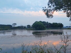 生态湿地湖边树木剪影