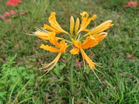 黄色彼岸花石蒜花