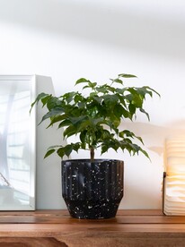 居家植物摄影