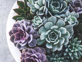 多肉植物