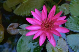 睡莲花