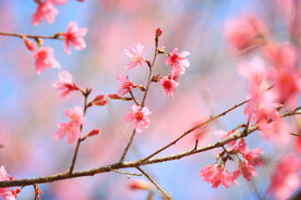 粉色樱花