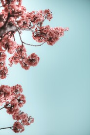 粉色樱花