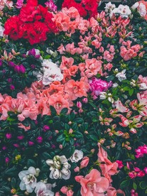 山花烂漫