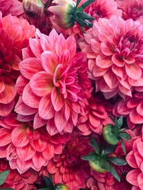 盛开的花