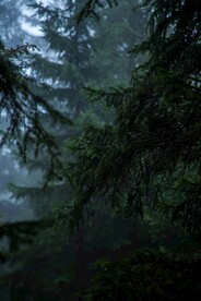 雨后的树叶
