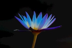 花朵特写