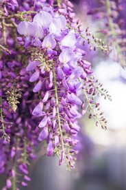 紫藤花