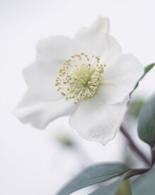 一朵鲜花