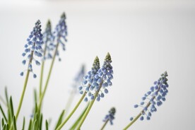 紫色小花
