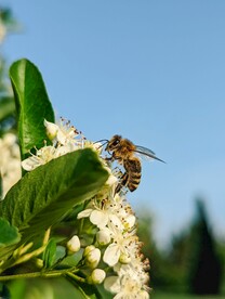 蜜蜂采蜜