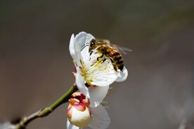 蜜蜂采蜜 