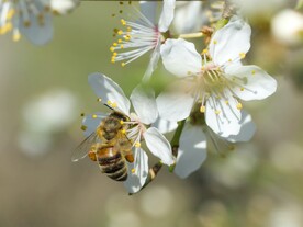 蜜蜂采蜜